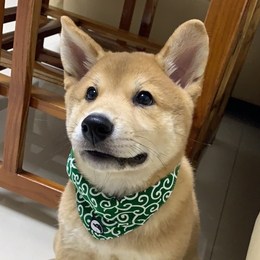 LongPort - 小狗画梅花