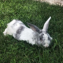 LongPort - 大懒肉兔兔