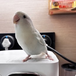 大雪梨子