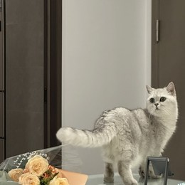 LongPort - Raina_han