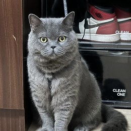 LongPort - 闪电麦昆Cee