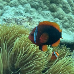 LongPort - 一颗韭菜