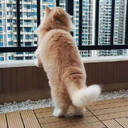 LongPort - 有思想力的鸡哥