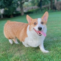 Longbridge - 价投叠加波段实践