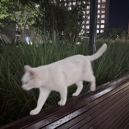 LongPort - 小黄不充值版