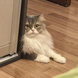 LongPort - 季生青