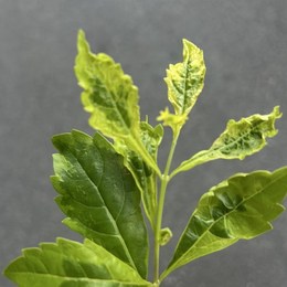 LongPort - 实力派先生