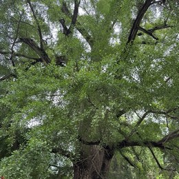 LongPort - 诸神的凌晨