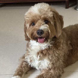 LongPort - 头铁做T仔