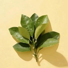 LongPort - 跟着哥吃点肉