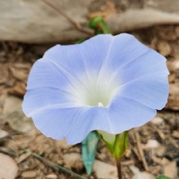 LongPort - 筑梦ing