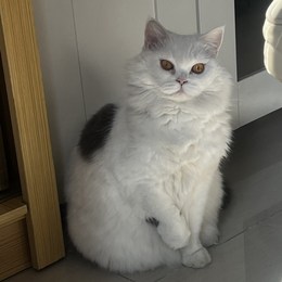 LongPort - 卧倒不动派