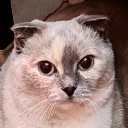 LongPort - thomasykf