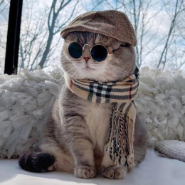 Longbridge - 喵喵星