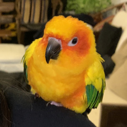 LongPort - 巴非特的兒子