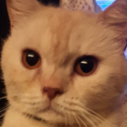 LongPort - Chingg030