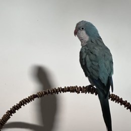 鬼舞辻無慘