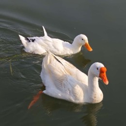 LongPort - 马克龙的交易员